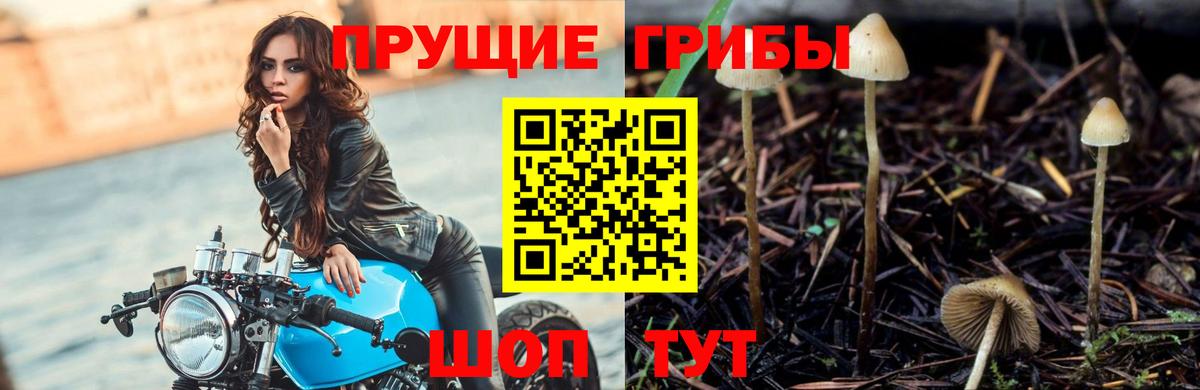 Псилоцибиновые грибы Psilocybine cubensis  Галлюциногенные грибы мицелий  Вход с VPN  Миллерово 